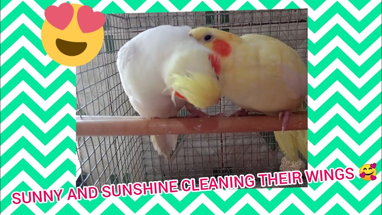 My sunny and sunshine cleaning their feathers cutely🥰 and fighting too😂 | My parrots my world |
