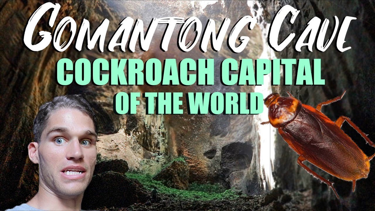 GOMANTONG CAVE in BORNEO MALAYSIA - COCKROACH CAPITAL of the WORLD