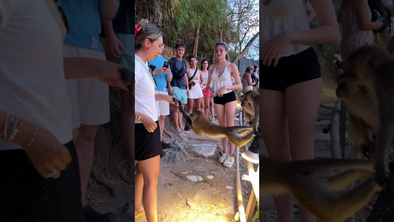 Monkey trail,Ao Nang🇹🇭 