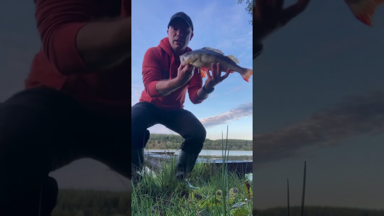 PB🤩. Perch 43cm.