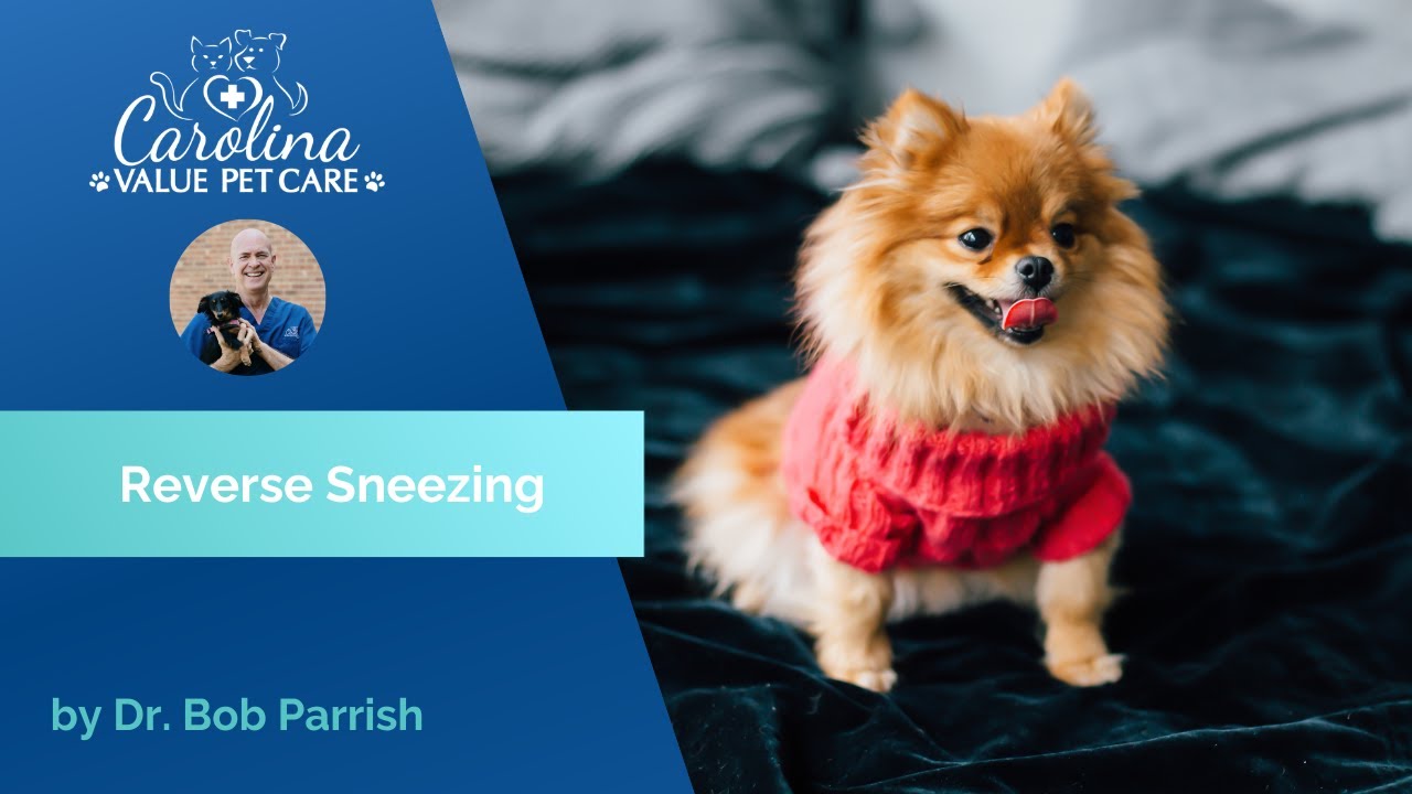 Reverse sneeze