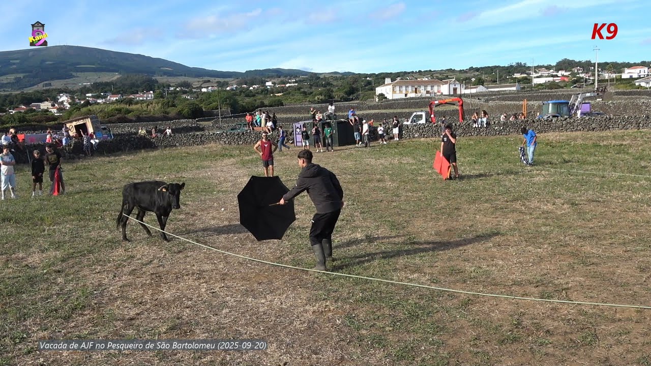 Vacada no Pesqueiro de São Bartolomeu de Regatos -Terceira. Animais de AJF (2025-09-20)