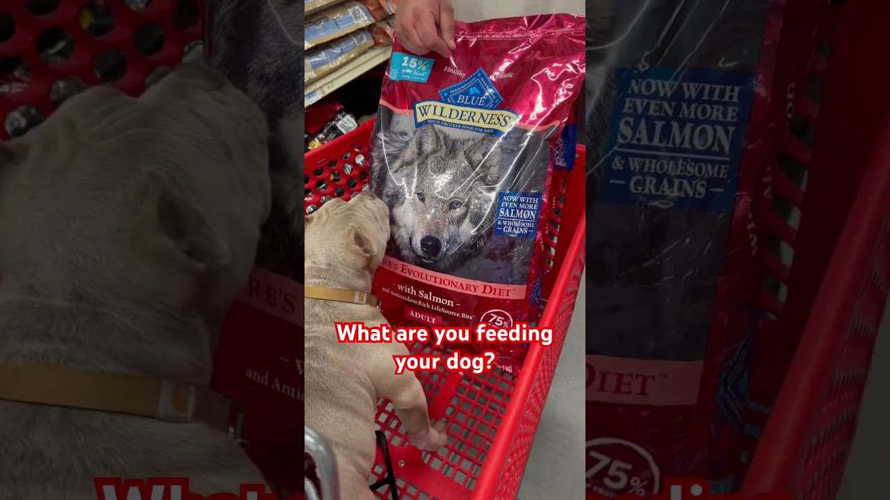 @bluebuffalo #bully #micro #life #food #love #dog #happiness #thebest #pitbull #dogofyoutube #fyp