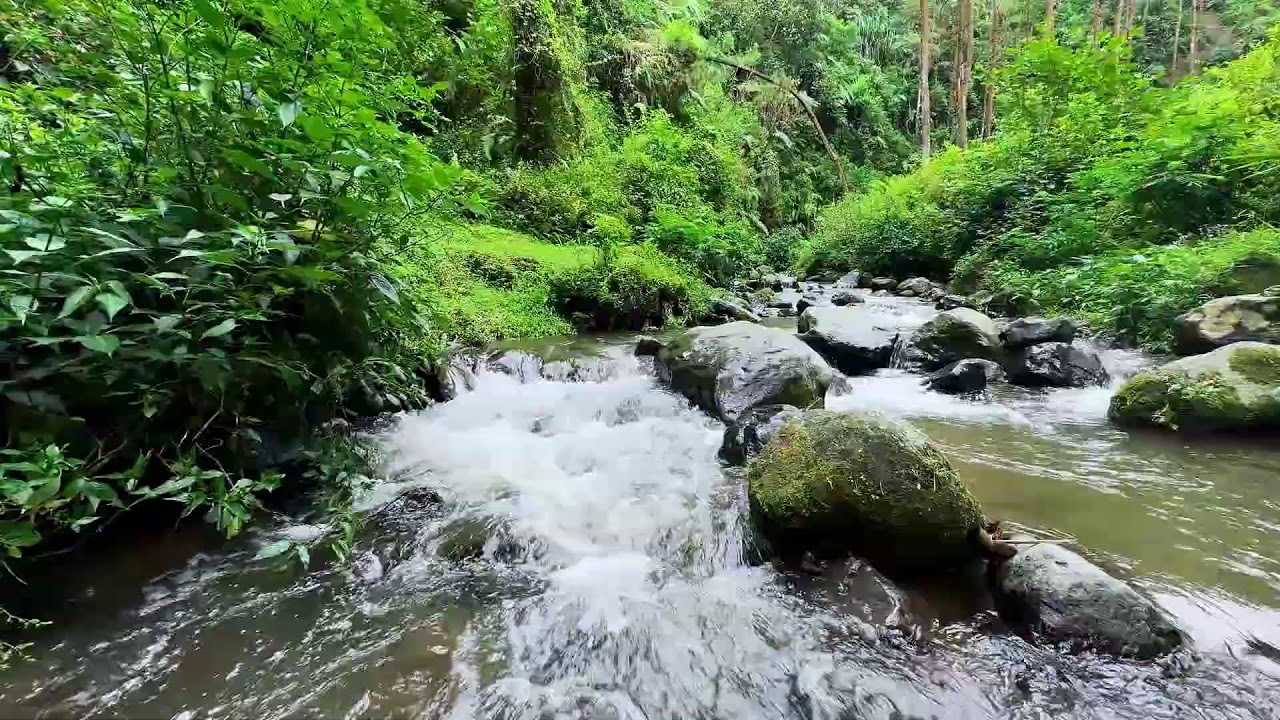 Gentle river sound with forest air helping restful deep sleep take control tonight