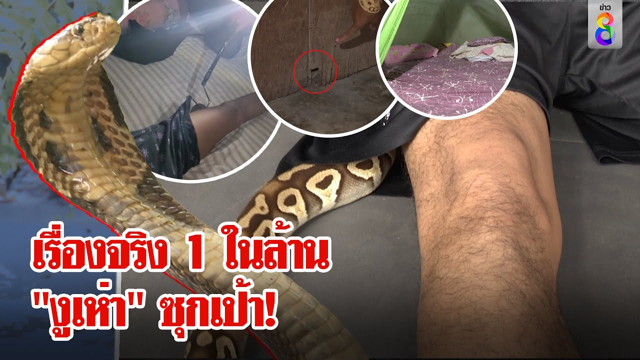 ช่อง 8 บุกพิสูจน์! คลิปงูเห่าซุกเป้า เปิดใจหนุ่มดวงซวยเล่านาทีเฉียดตาย | ลุยชนข่าว | 2 ก.ค. 67