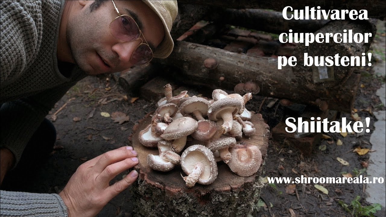 Cultivarea ciupercilor shiitake pe busteni part 3 Shroomareala ep 27