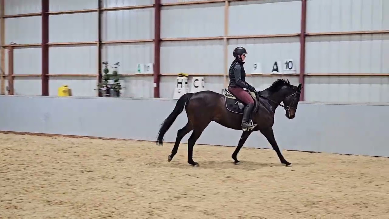 Vamos Antonio 2.16.26 Flatwork 