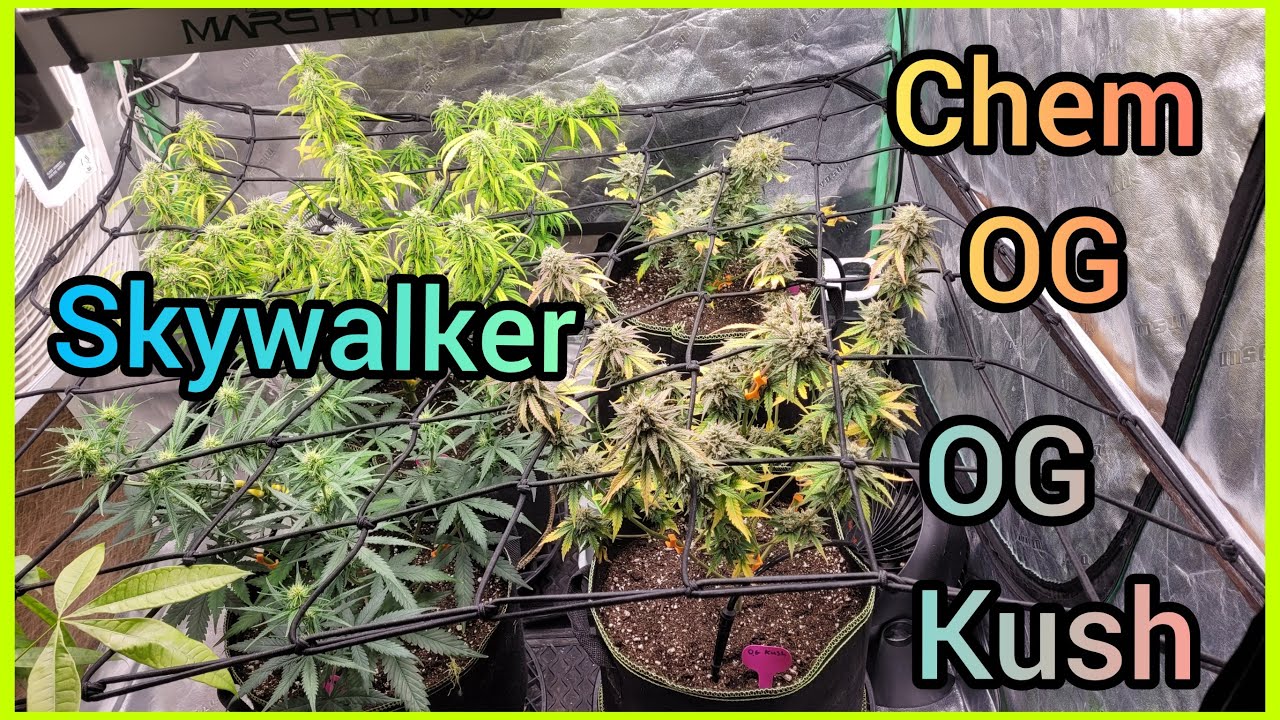 Series 4 EP 7 - OG Kush, Skywalker & Chem OG #7 - The Friendly Grower