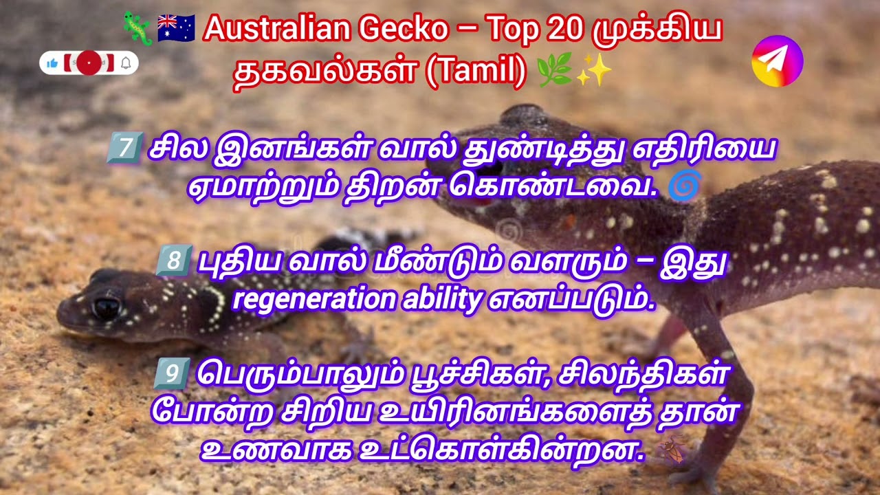🦎🇦🇺 Australian Gecko – Top 20 முக்கிய தகவல்கள் | Tamil Shorts | Amazing Reptile Facts 🔥