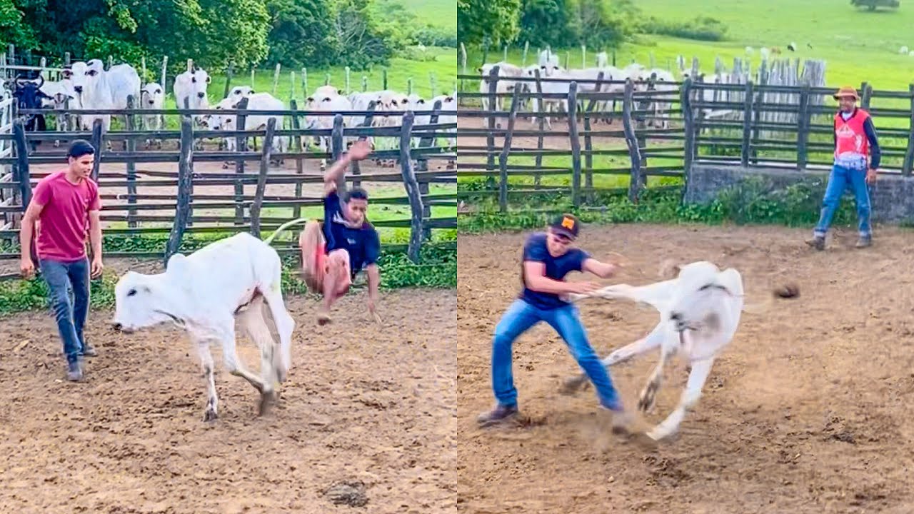 VAQUEIROS LEVAM A PIOR NA LIDA COM O GADO NELORE | DANILO PIMENTA