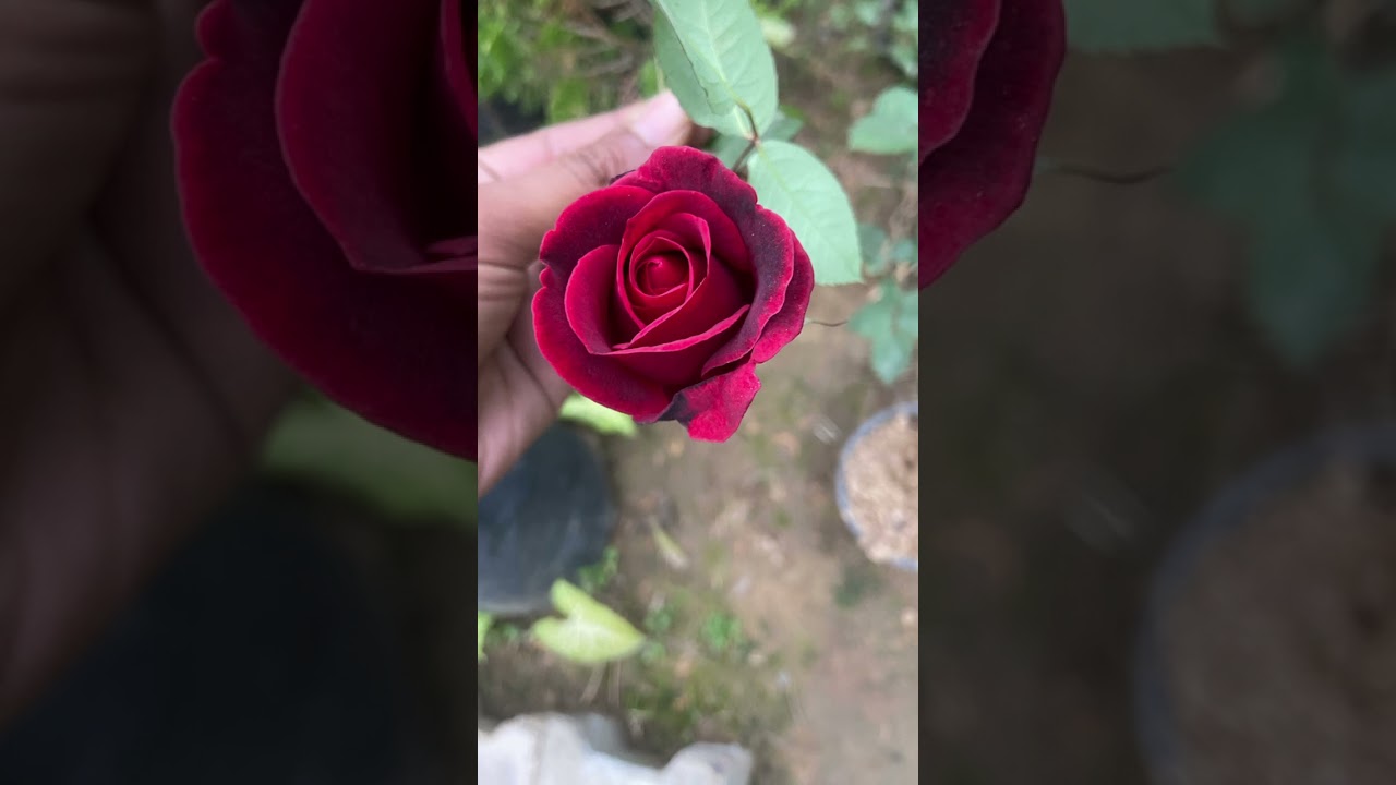 ￼￼ 