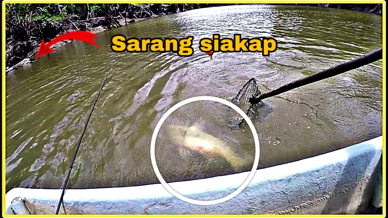 Mancing siakap @ barramundi guna teknik pelampung