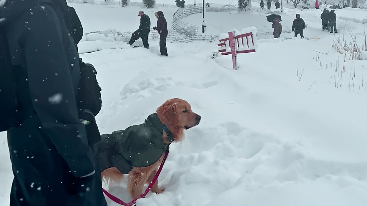 Dogs, Ducks & People Brave the Blizzard ❄️ Central Park NYC