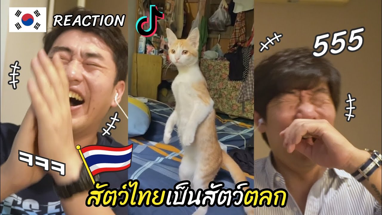 [Reaction] ทำไมสัตว์ไทยเป็นสัตว์ตลก Tiktok Thai l 방콕촌놈들 บ้านนอกเกาหลี