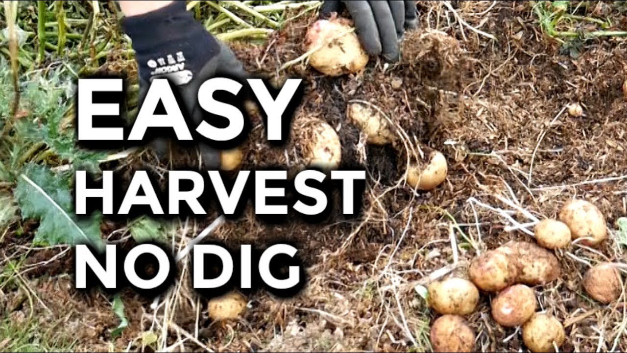 EASY Harvest No Dig Potatoes