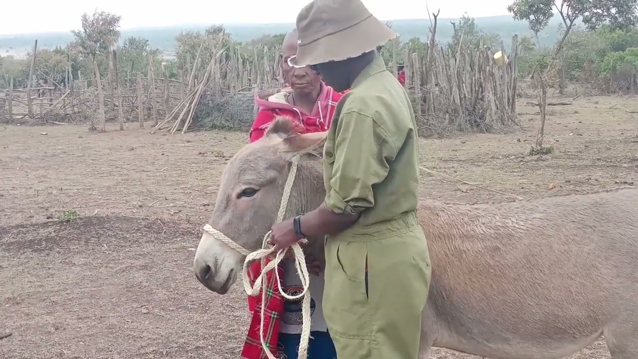Donkey handling and restraining. 