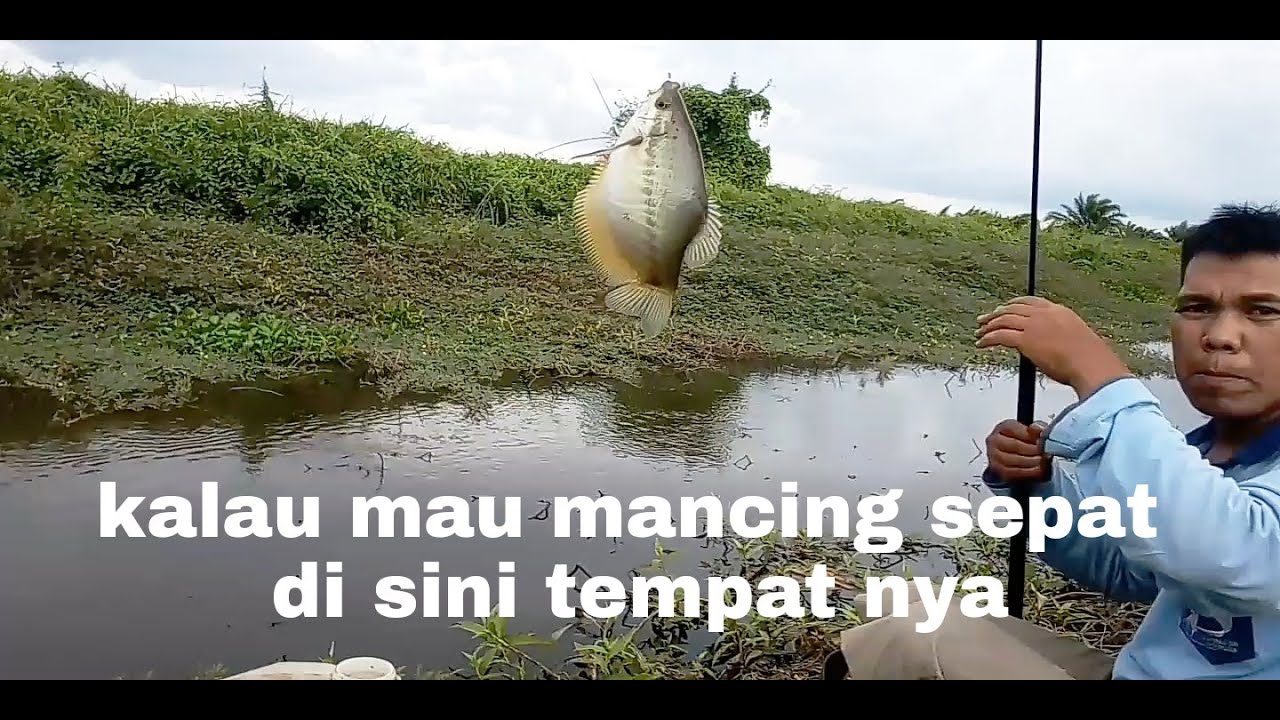 Mancing ikan sepat di palembang