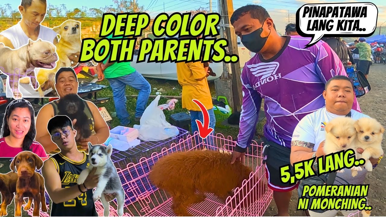 GIANT POODLE AFFORDABLE LANG.. / UPDATE SA BOCAUE PET MARKET..