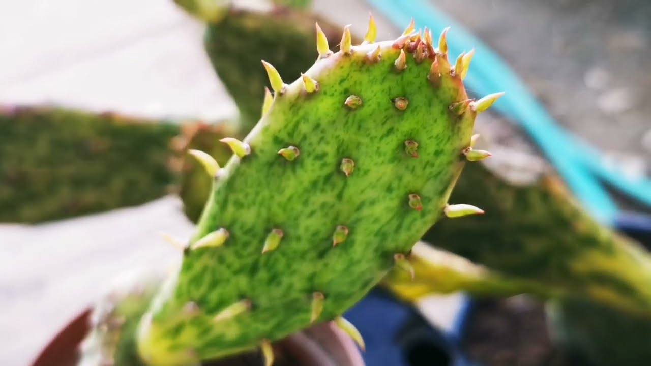 Opuntia Variegata (opuntia sunburst variegata)