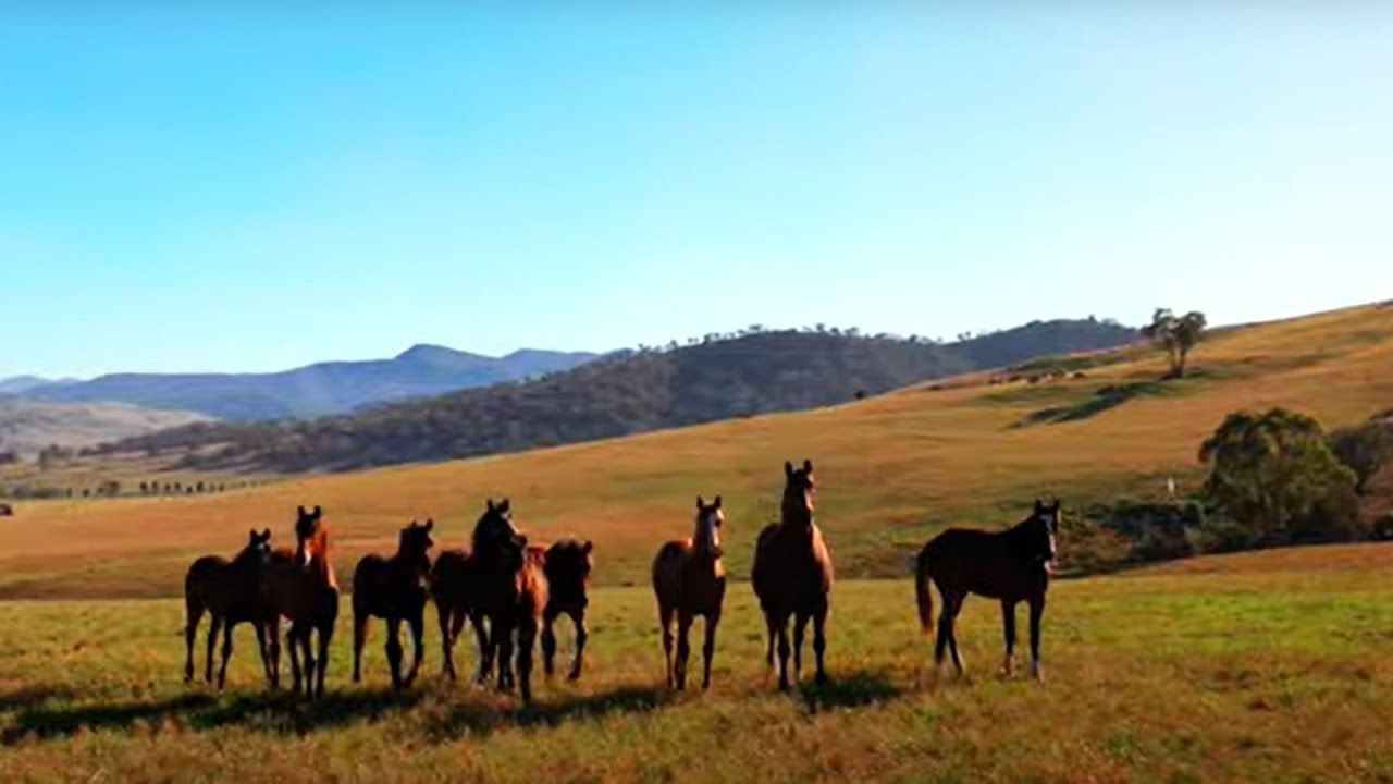Magic Millions 2026 Yearling Sale Series is now Open for Entries