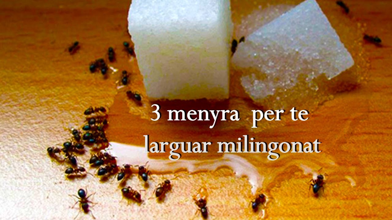 3 menyra te lehta dhe pa harxhuar para per te larguar milingonat nga shtepia