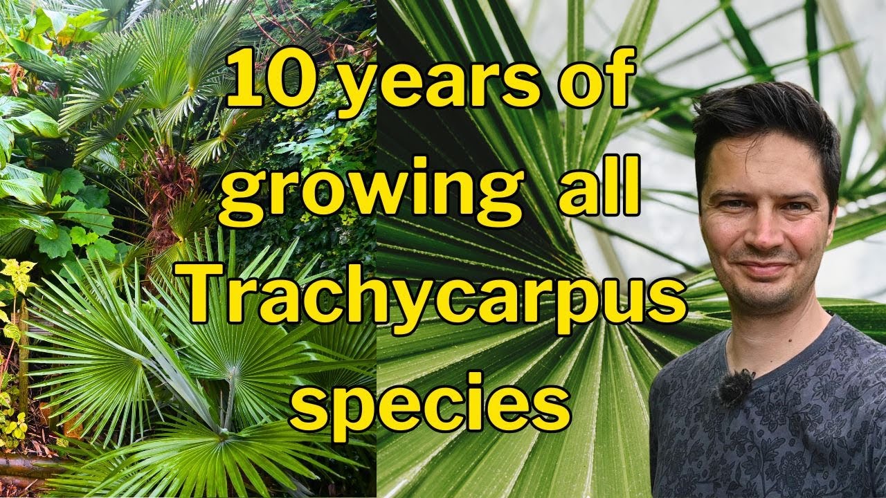 All Trachycarpus species A to Z 2024