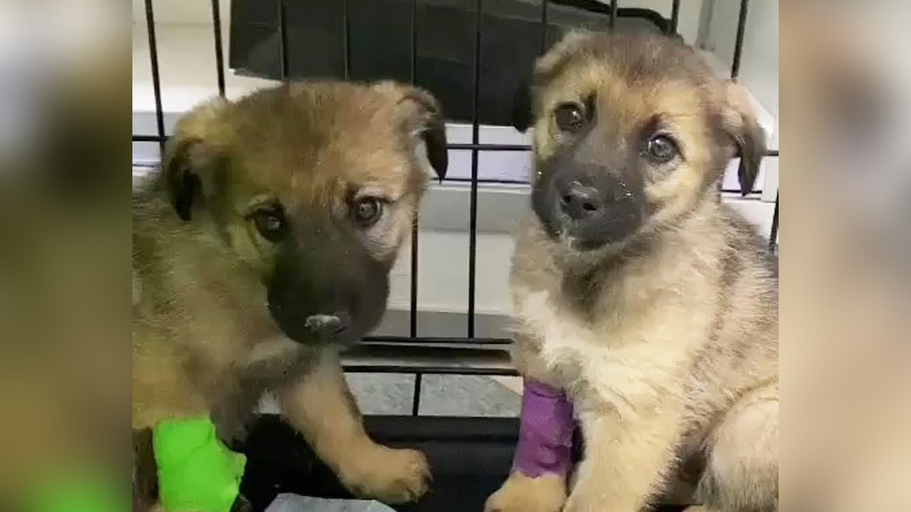 Their mother was gone and they hid in the dry bushes, they almost gave up