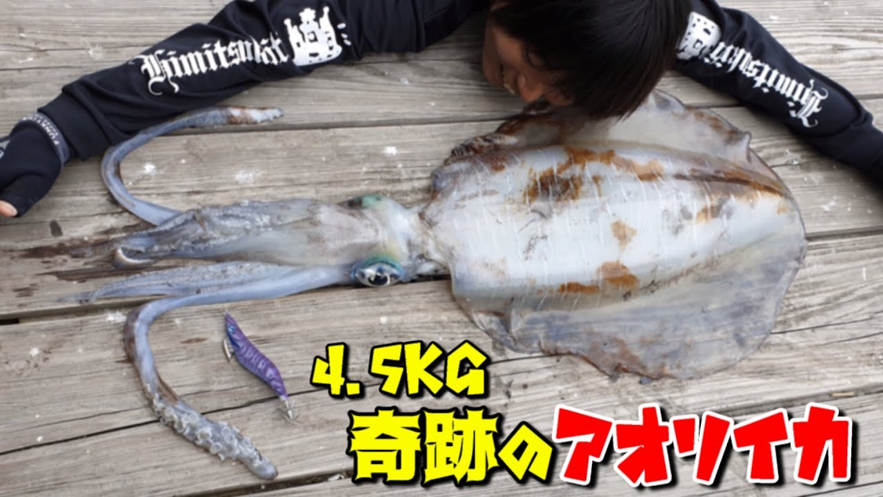 エギング界震撼！地磯の藻場で4.5キロ超えの巨大アオリイカ釣れた！(Vol.368)