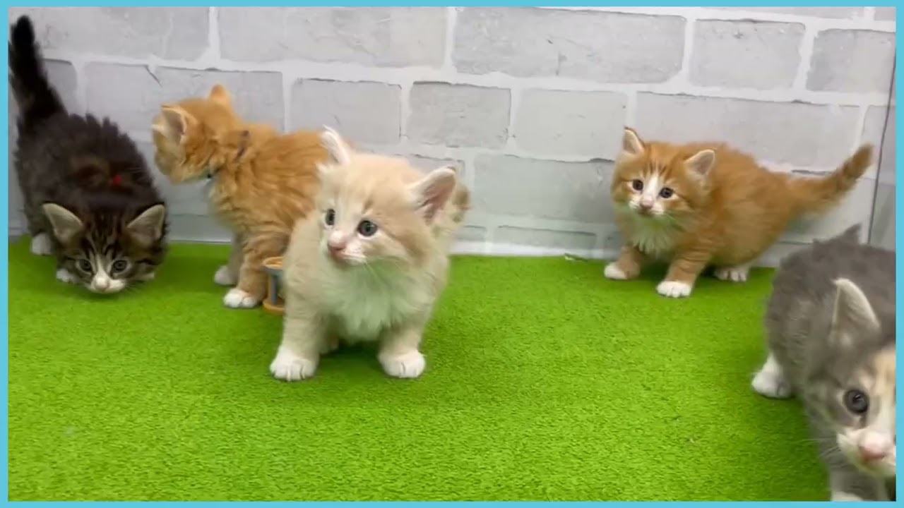 Coo&RIKU　No.00746474 ノルウェージャン・フォレストキャット