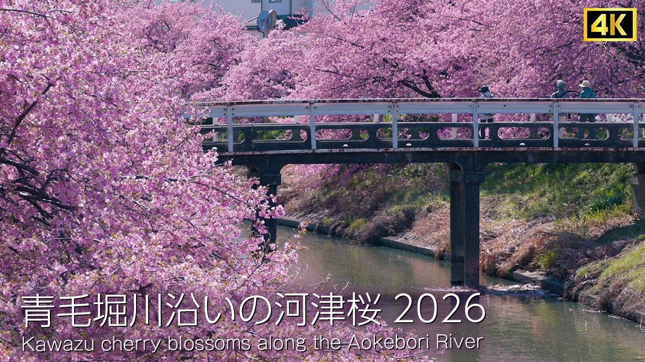 【埼玉 河津桜 2026】青毛堀川沿いの河津桜が見頃です！ シネマティック / Kawazu cherry blossoms along the Aokebori River Cinematic 4K