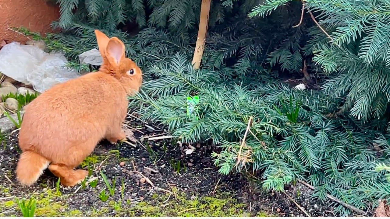 Ein Video was keiner erwartet hat / 💔 die Kaninchenbande honey und hazel