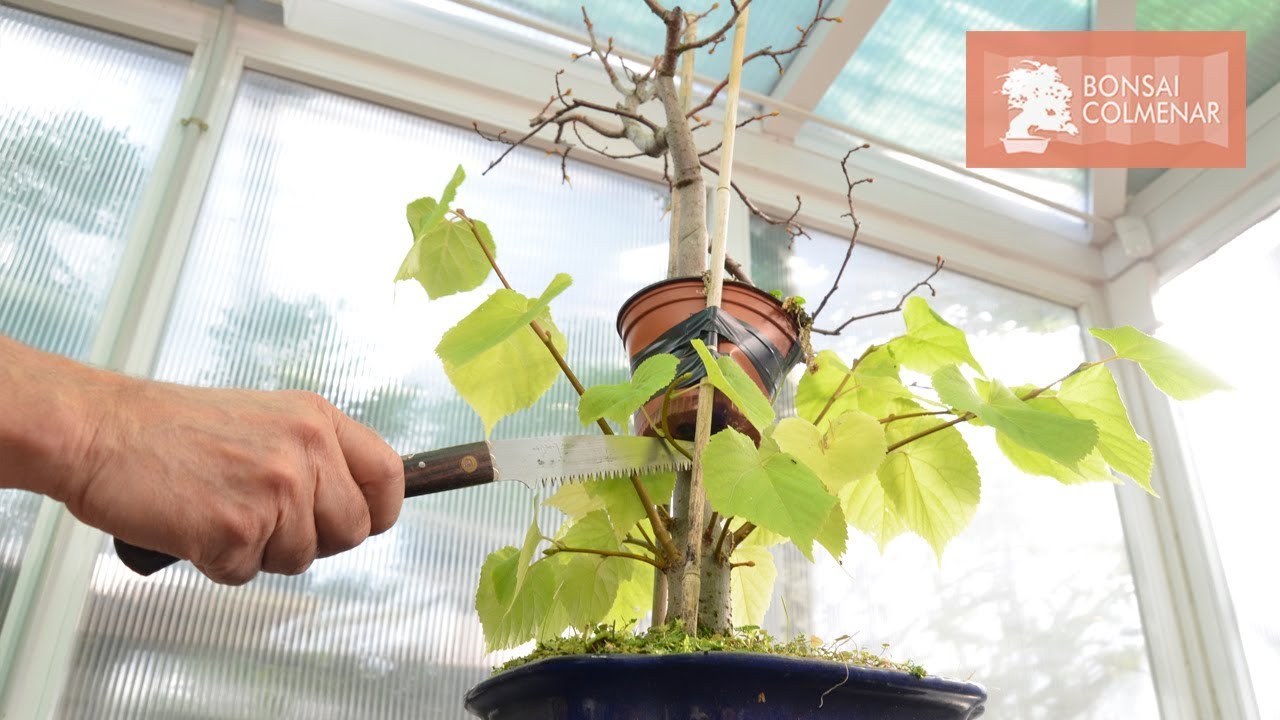 Acodo de Tilo | Separación - Bonsai Colmenar