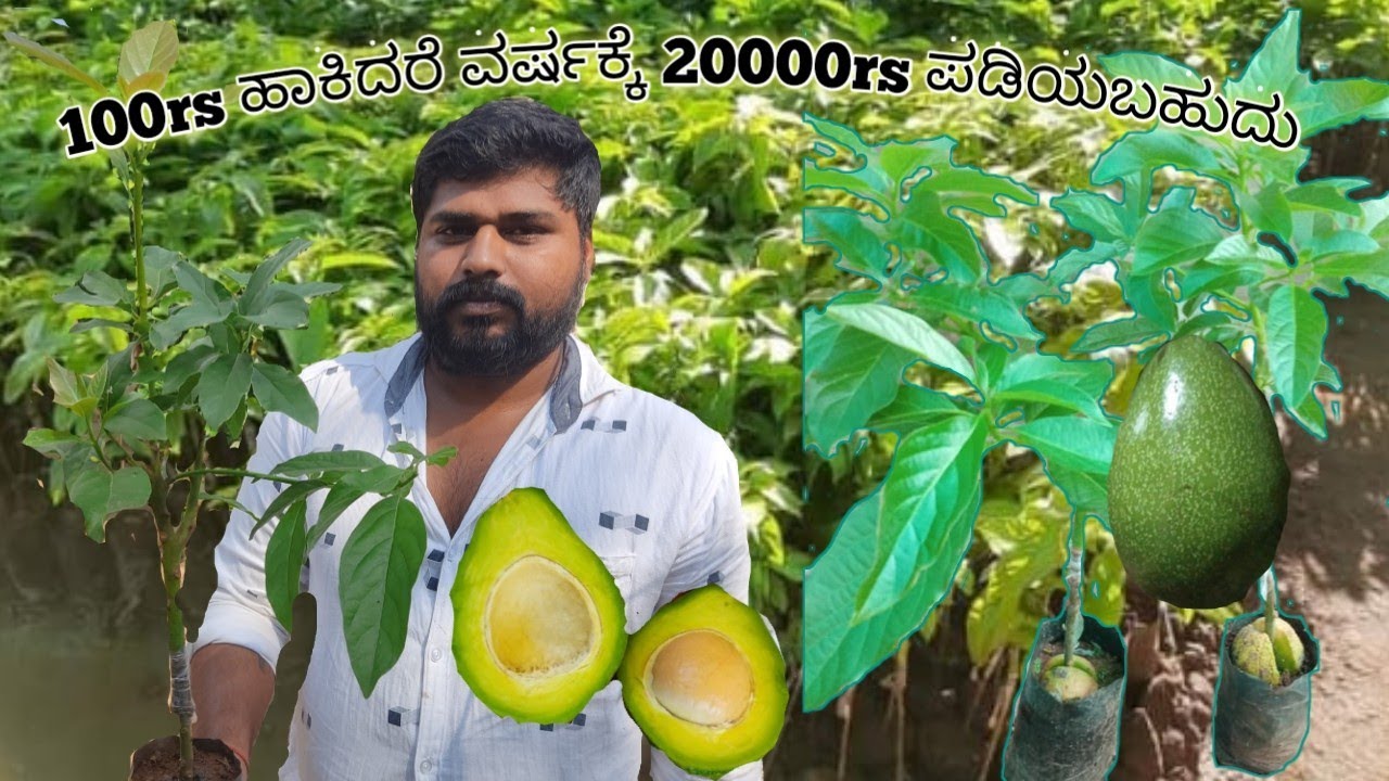 #india#BestButter(Avocado)Fruits 🌱#NurseryPlants🌱 || Available||#madikeri || 9481487882