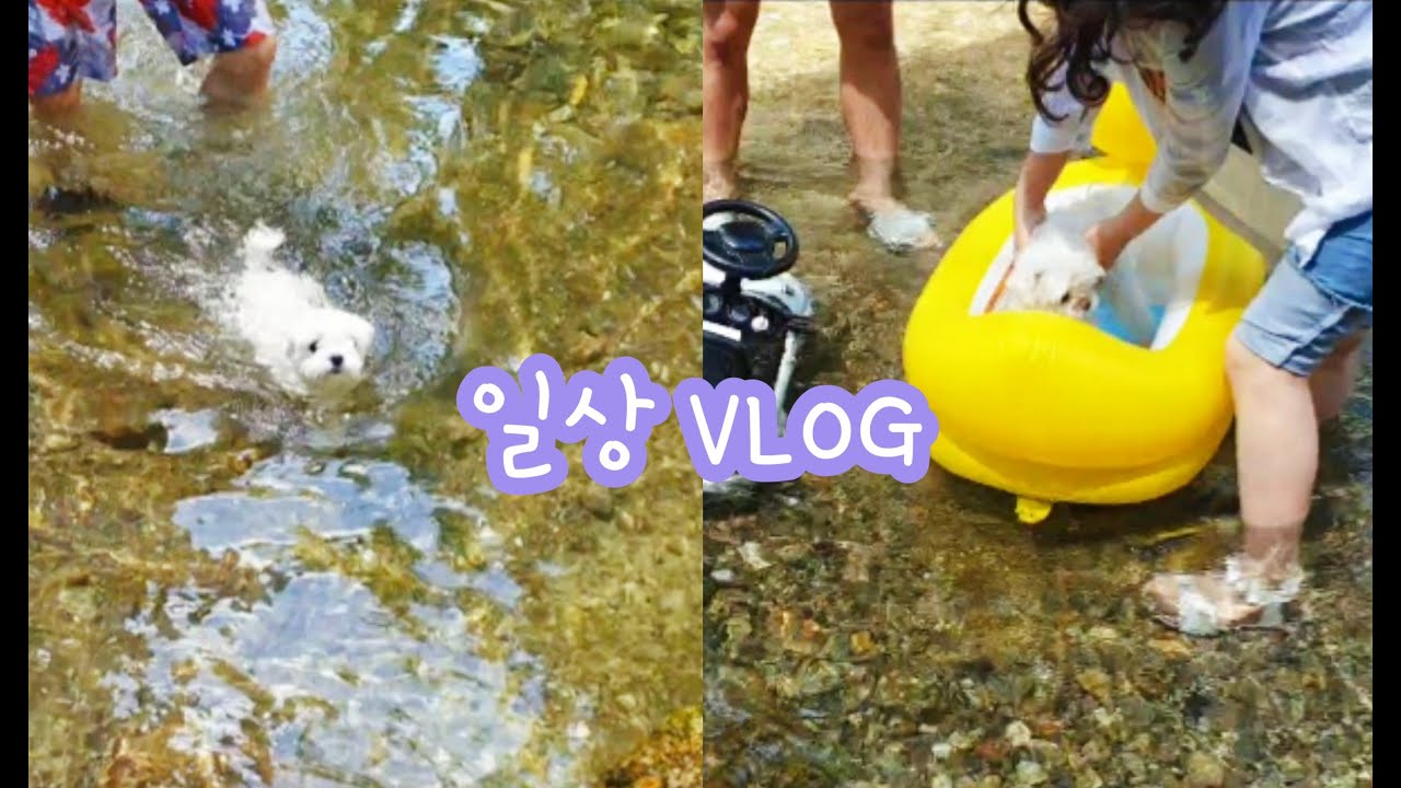 [일상vlog] 경기도계곡/양주/장흥/애견동반계곡/가족여행/당일치기여행/도깨비방망이/강아지물놀이/애견동반계곡/한방백숙/도토리묵/곱창/맛집/여름휴가/여름계곡/먹방/유지어터/일상기록