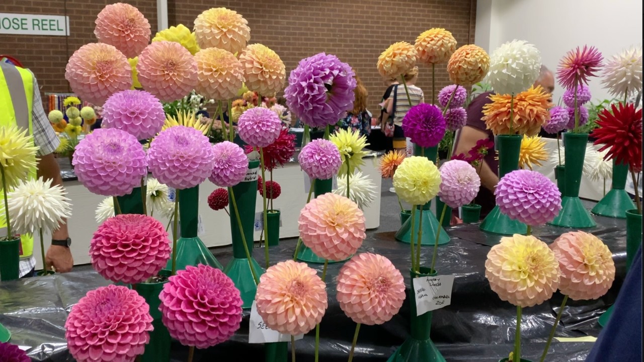 2024 Dahlia Show / Magnificent Flowers