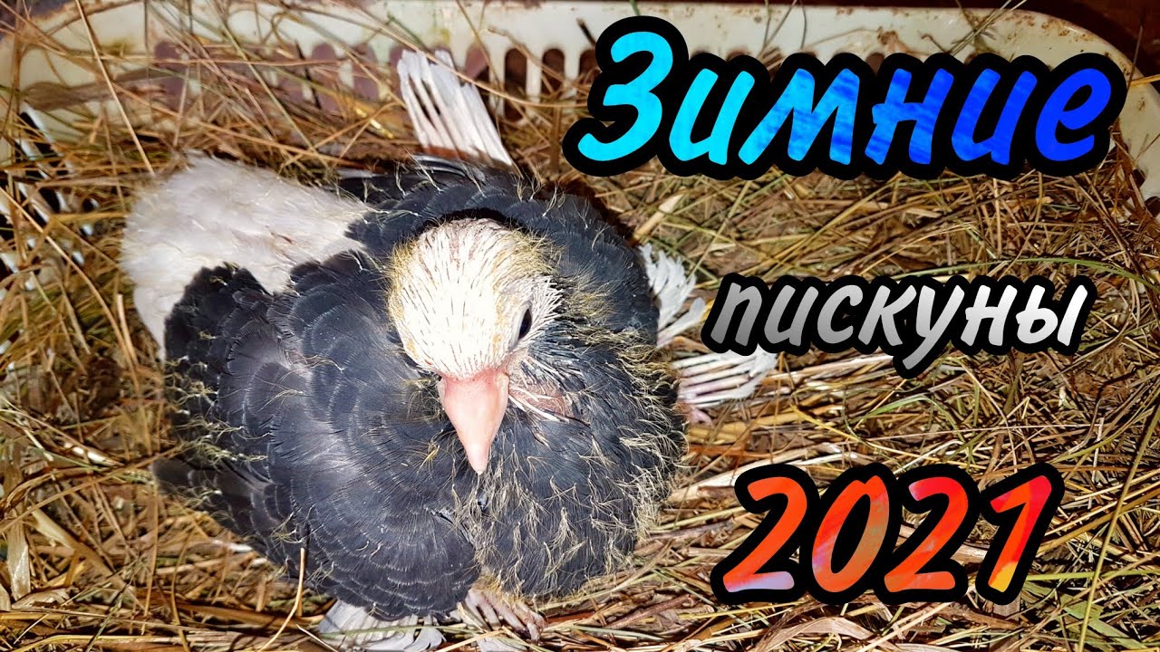 Зимнее разведение голубей.Winter pigeon breeding Kış güvercinleri yetiştiriciliği