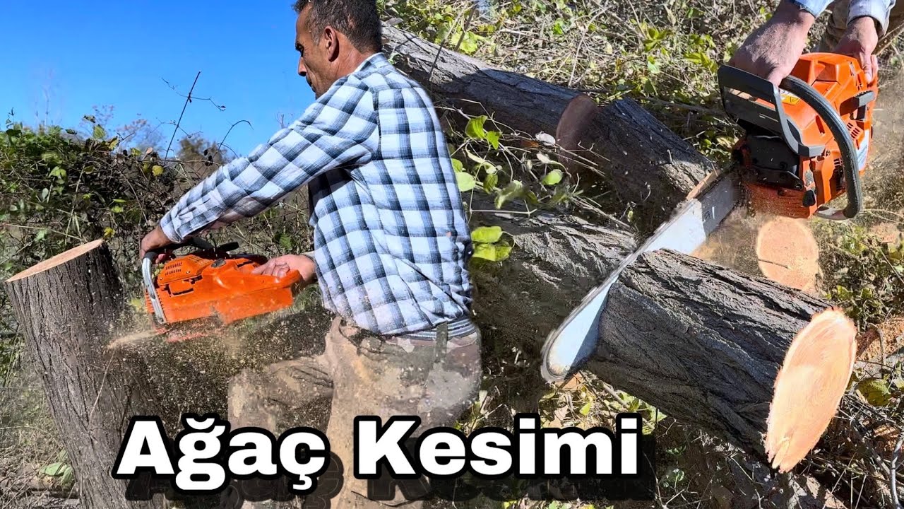 Husqvarna 365 Special Motorlu Testere Ağaç Kesimi