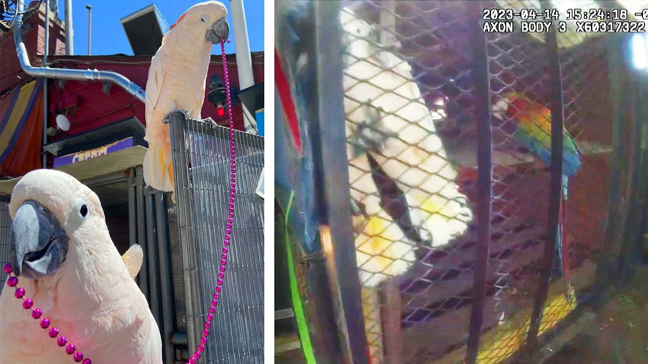 3 Expensive Birds Found After Being Stolen From Restaurant