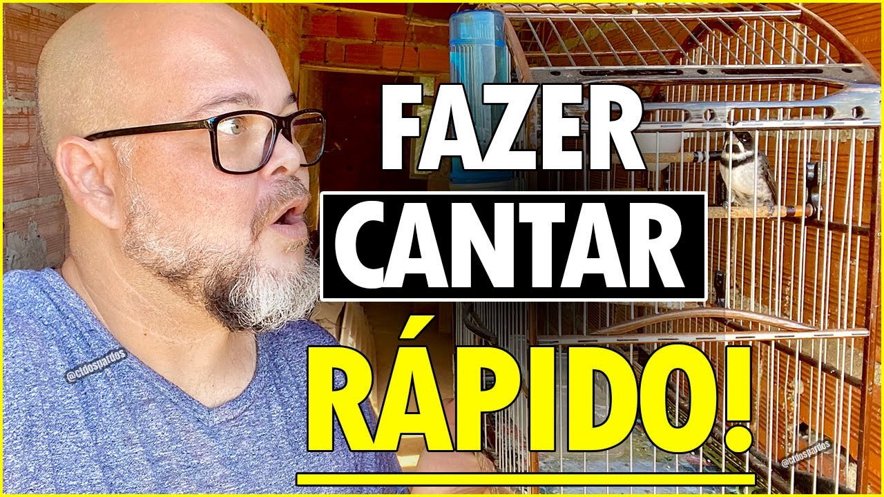 Como esquentar rápido coleiro que saiu da muda