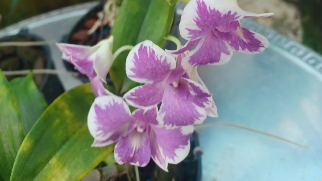 Liên hệ chốt zl:0911896081 chớp cây giống ngày 23/01/2026@tuanhoalan.1 