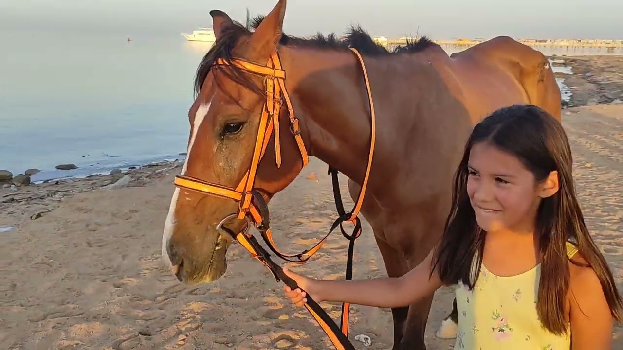 Купаем с детьми наших лошадей на ферме Aqua Horse Hurghada