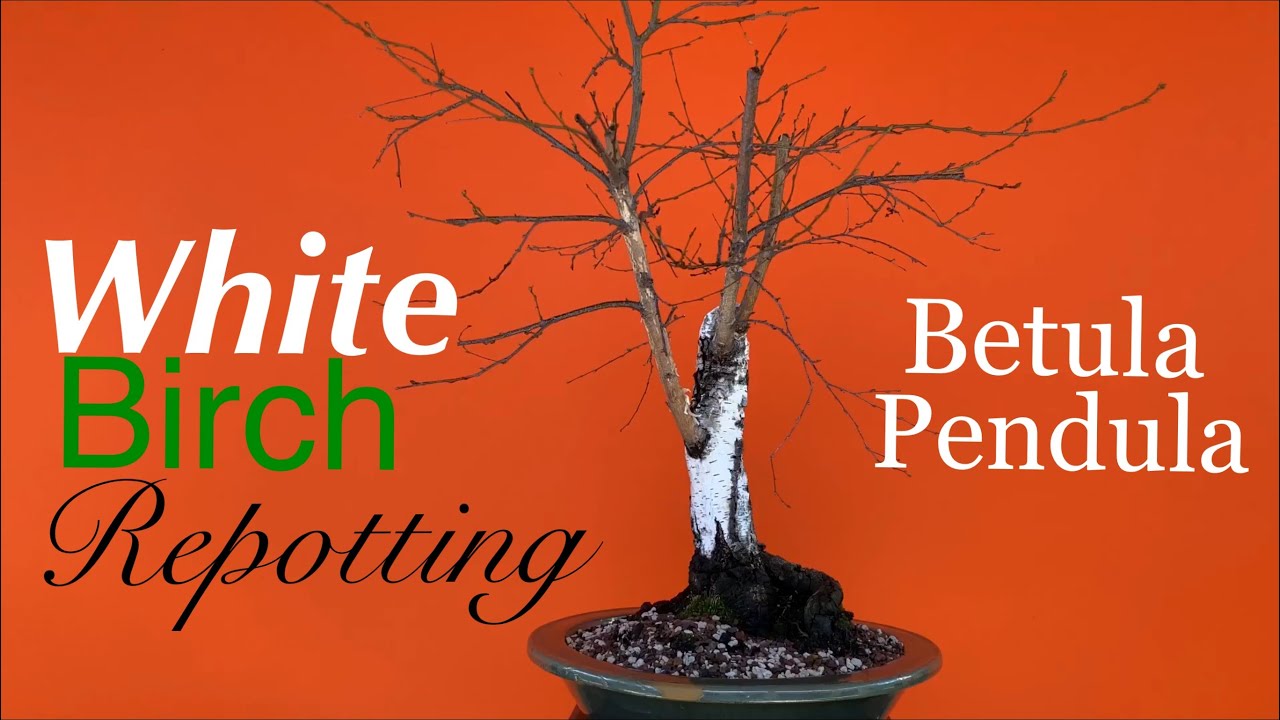 Bonsai - European White Birch / Repotting / Create a Bonsai from a Nursery Stock / February 2020