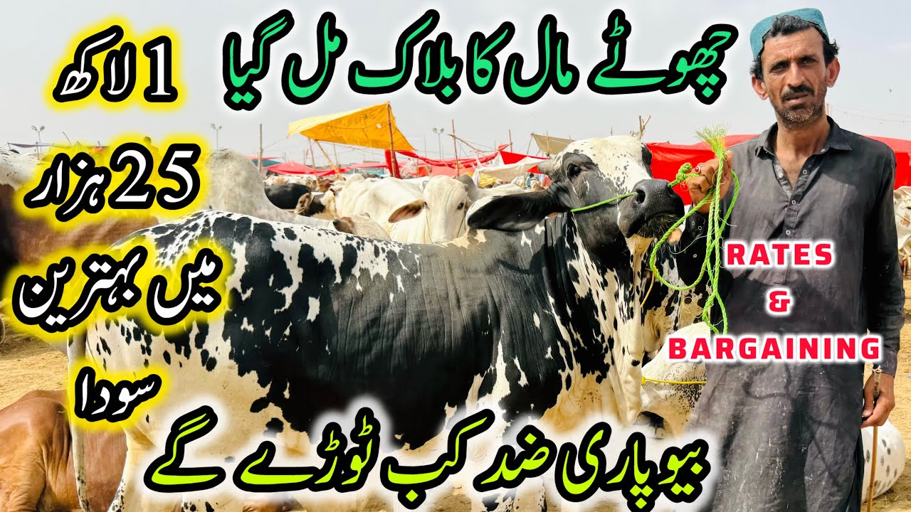 Northern Bypass Mandi Latest Rates & Bargaining | Cow Mandi 2025 | Bakra Eid Season 2025