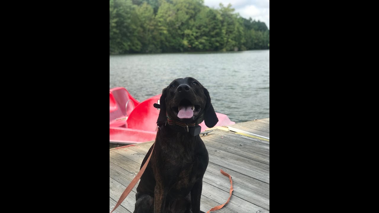 Plott hound &ldquo;Titan&rdquo; | Epic Obedience | I Hampton Roads Dog Trainers |