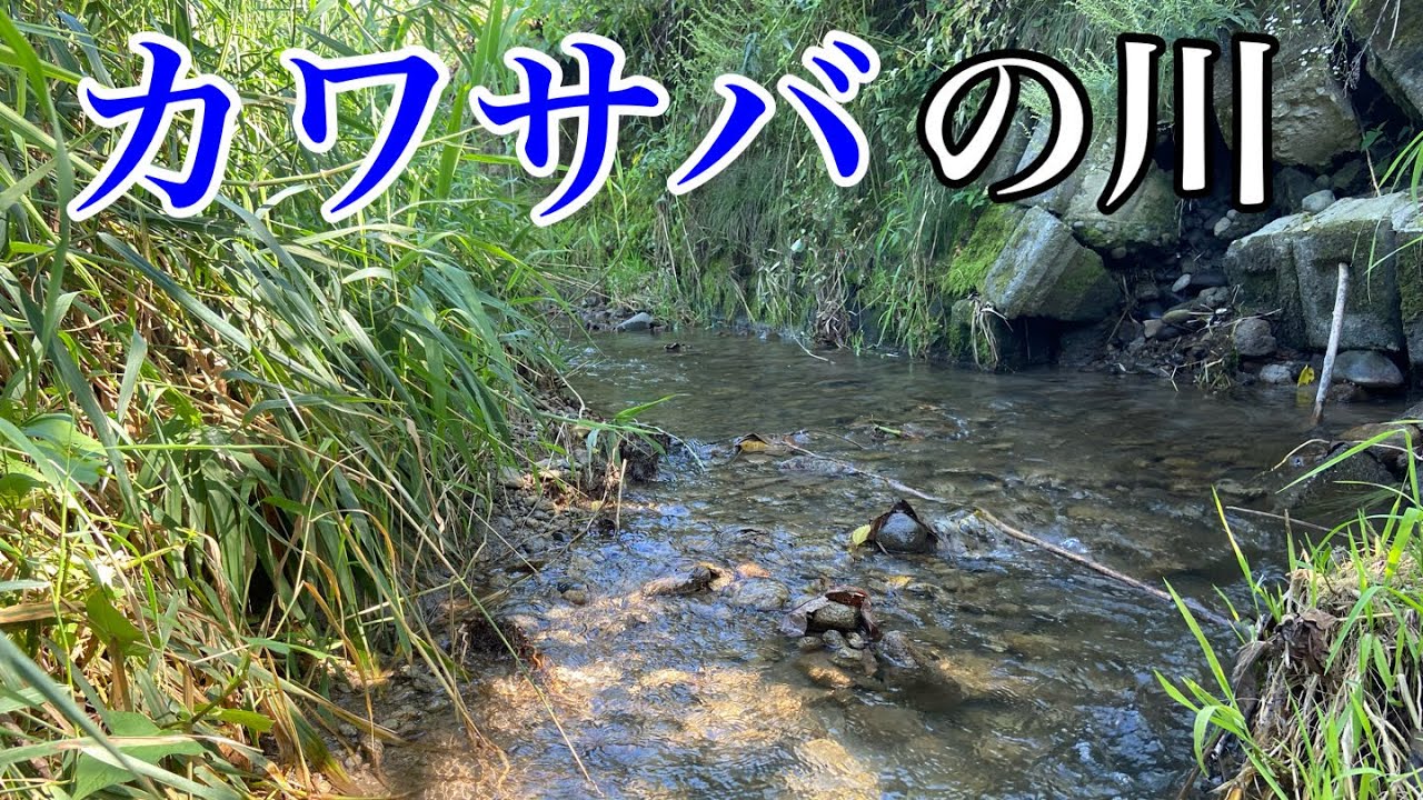 【衝撃】川にいるサバを探しに行ってきた【ガサガサ】