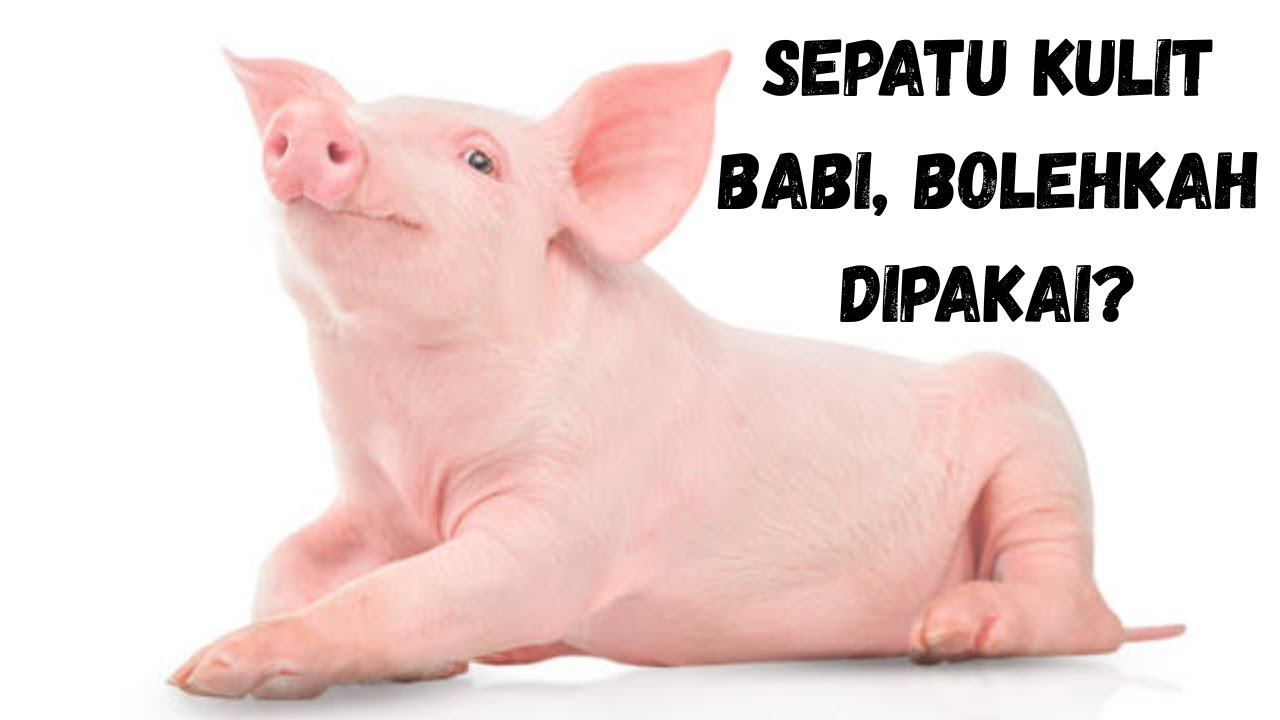 Sepatu Kulit Babi, Bolehkah Dipakai?