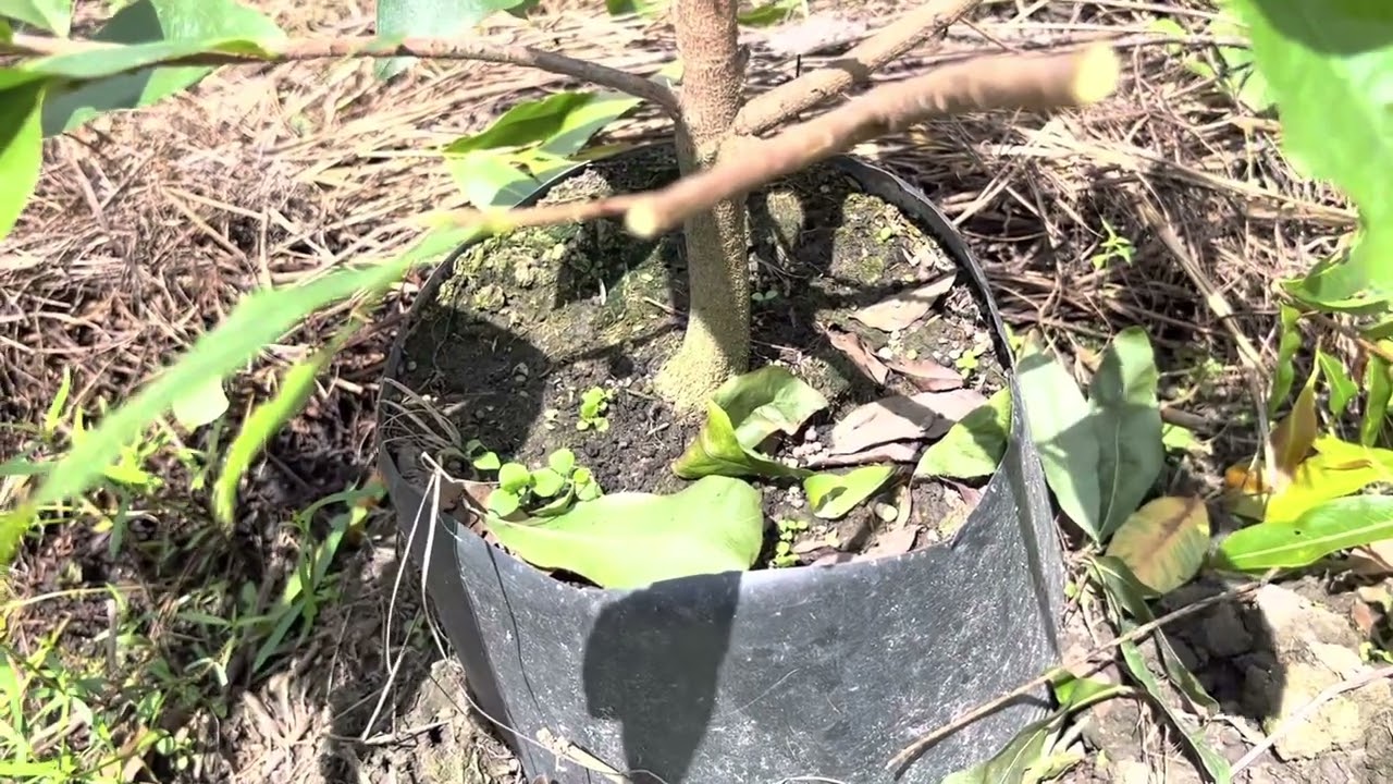Trước khi trồng cây mai con phải xem video này để tham khảo