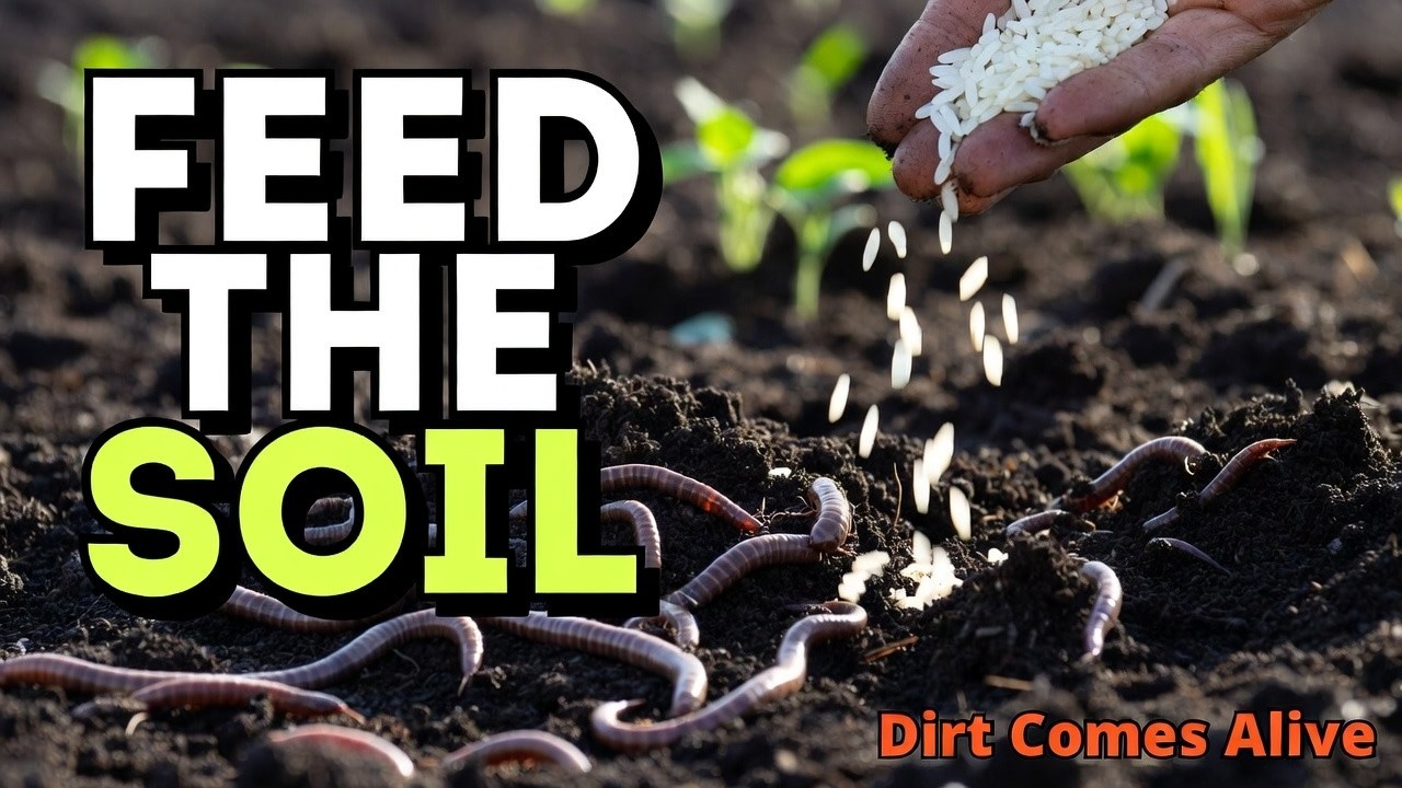 Bury Rice in Your Garden? The Soil Biology Hack That Multiplies Worms Fast