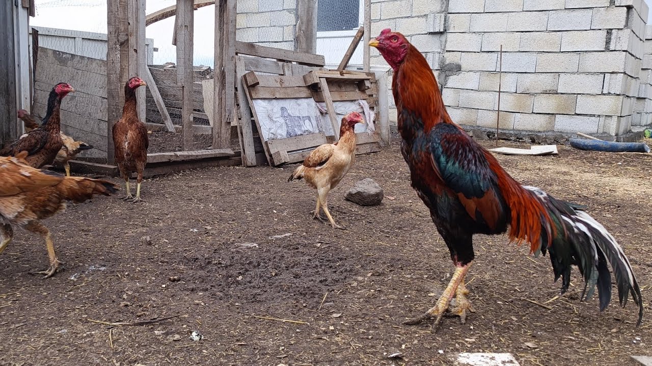 Eskilerin Hint horozu seçimleri / Size sürprizim var sürüye yeni civcivler buldum #aseel #shamo