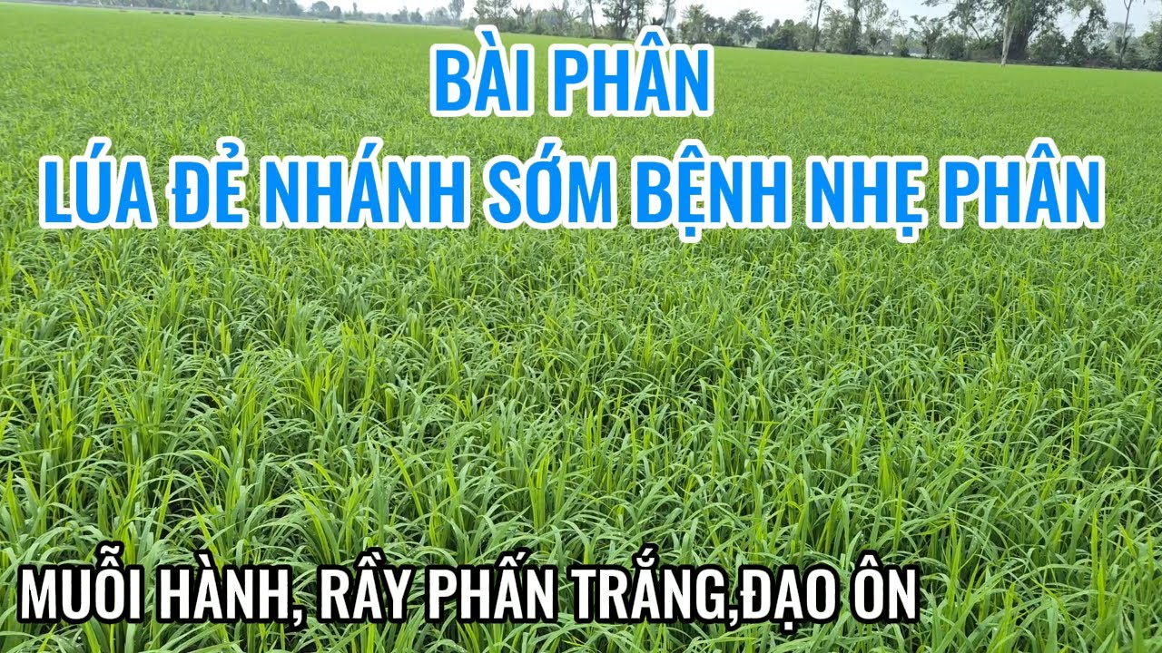B&Agrave;I PH&Acirc;N DƯỠNG L&Uacute;A OM18 Đ&Agrave;I THƠM 8 ĐẺ NH&Aacute;NH SỚM &Iacute;T S&Acirc;U BỆNH HẠI ĐẦU VỤ Đ&Ocirc;NG XU&Acirc;N SỚM 2025